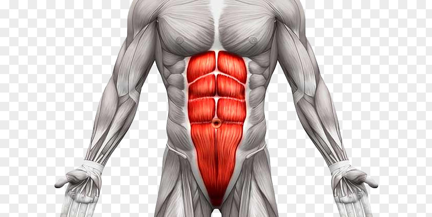 Rectus Abdominis Muscle Transverse Abdominal External Oblique Human Body PNG