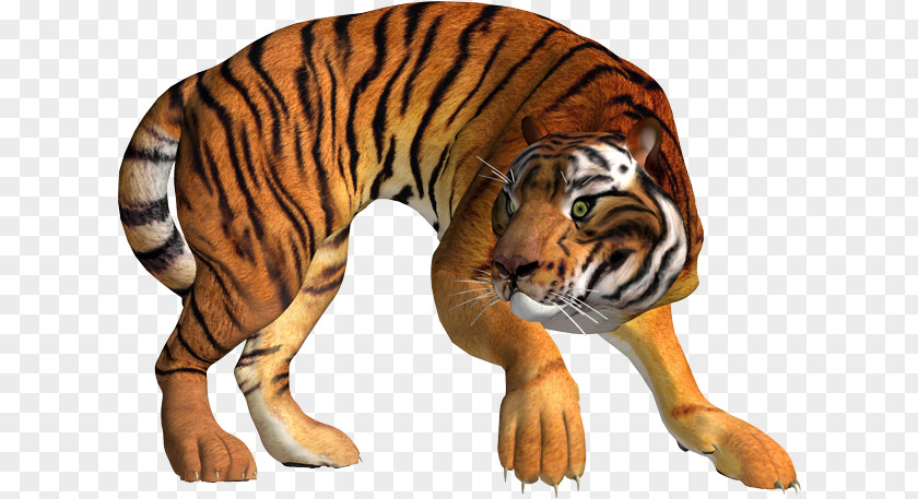 Tiger Lion Leopard Cat PNG