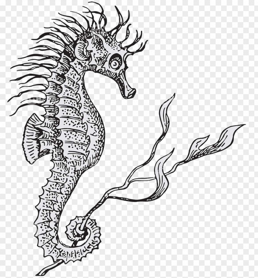 Black And White Sketch Of The Seahorse Monster Lined Hippocampus Illustration PNG