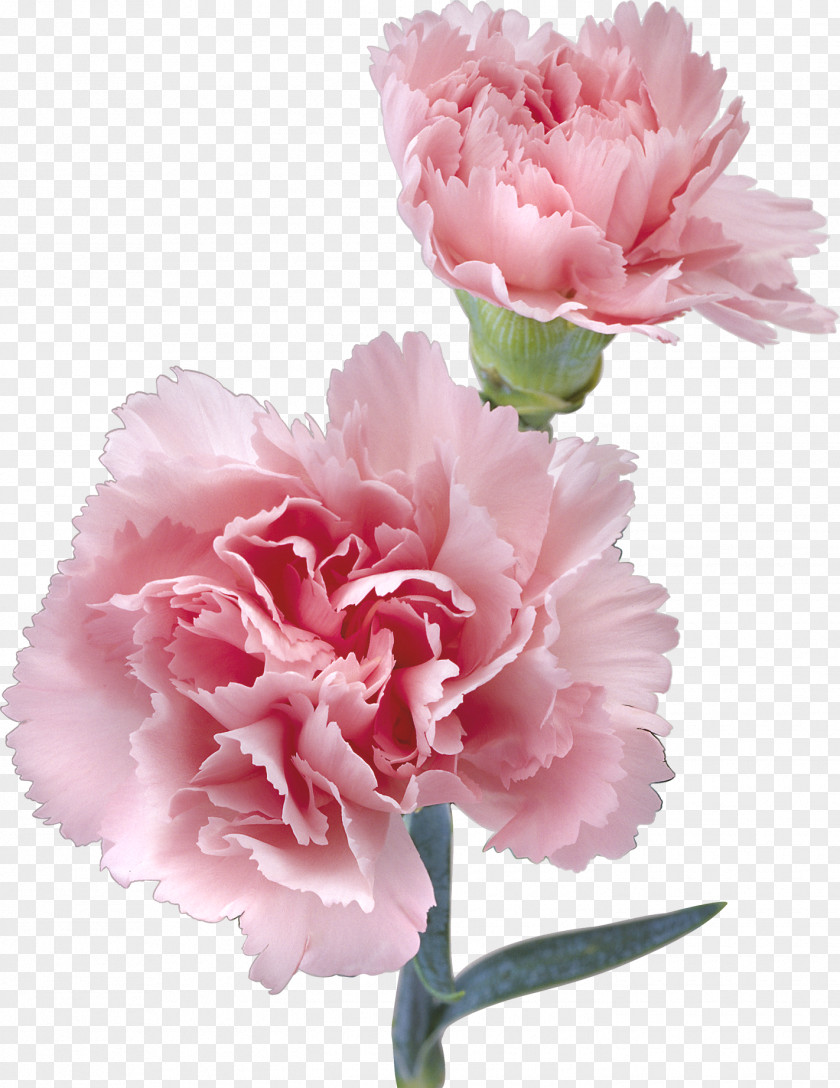 CARNATION Flower Pink Kryddernellike Color PNG