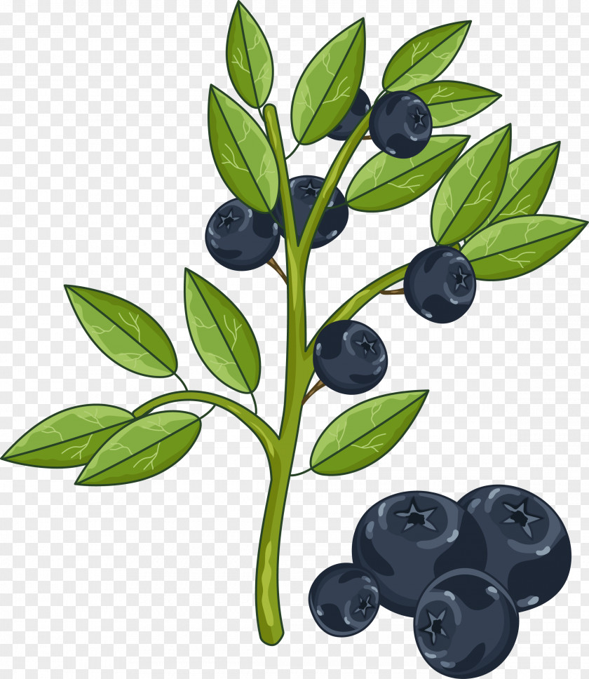 Hand-painted Vector Blueberries Illustration PNG