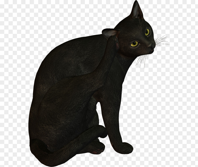 WATERCOLOUR CAT Black Cat Bombay Korat Domestic Short-haired Whiskers PNG