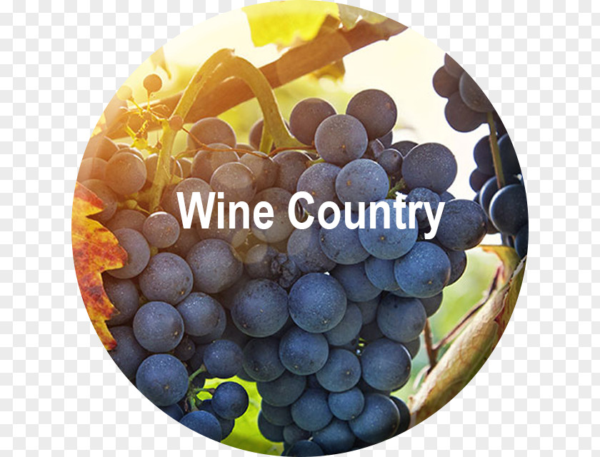 Wine Sonoma Country Skyline Tours And Transportation Common Grape Vine PNG