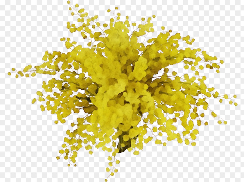 Mimosa Leaf PNG