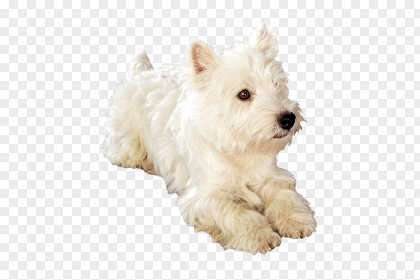 Puppy West Highland White Terrier Maltese Dog Schnoodle Breed PNG