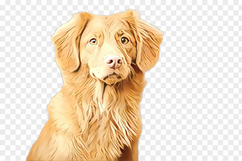 Sporting Group Retriever Dog Breed Golden Nova Scotia Duck Tolling PNG