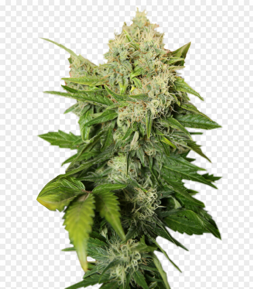 Cannabis Cup Sativa Skunk Tea Ruderalis PNG