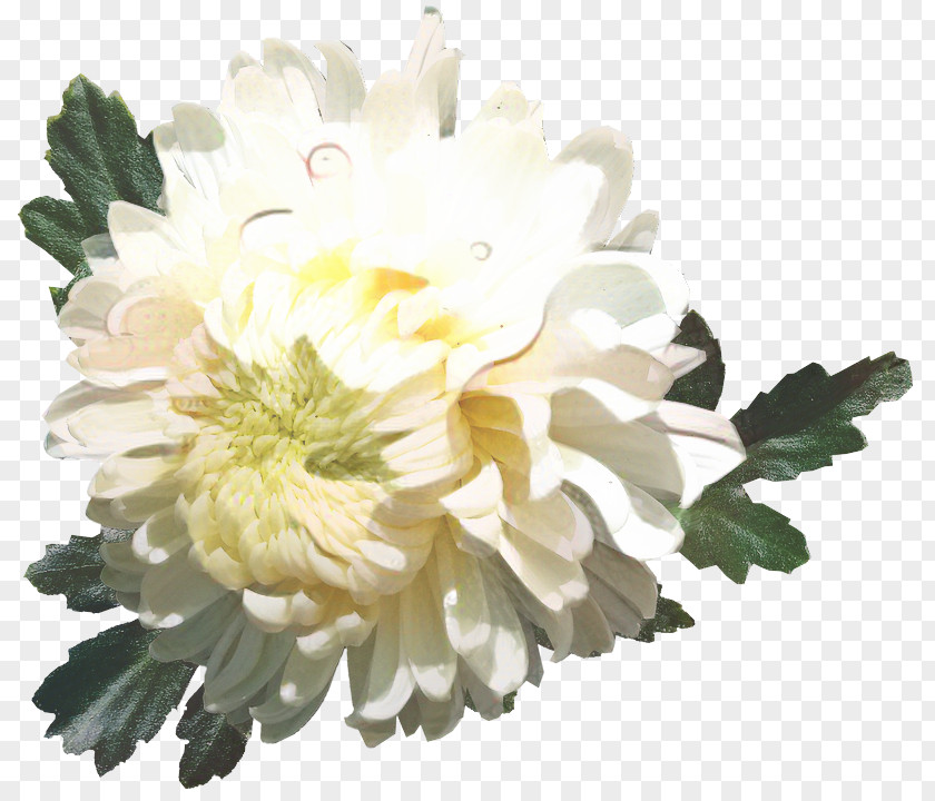 Chrysanthemum Tea Oxeye Daisy Flower White PNG