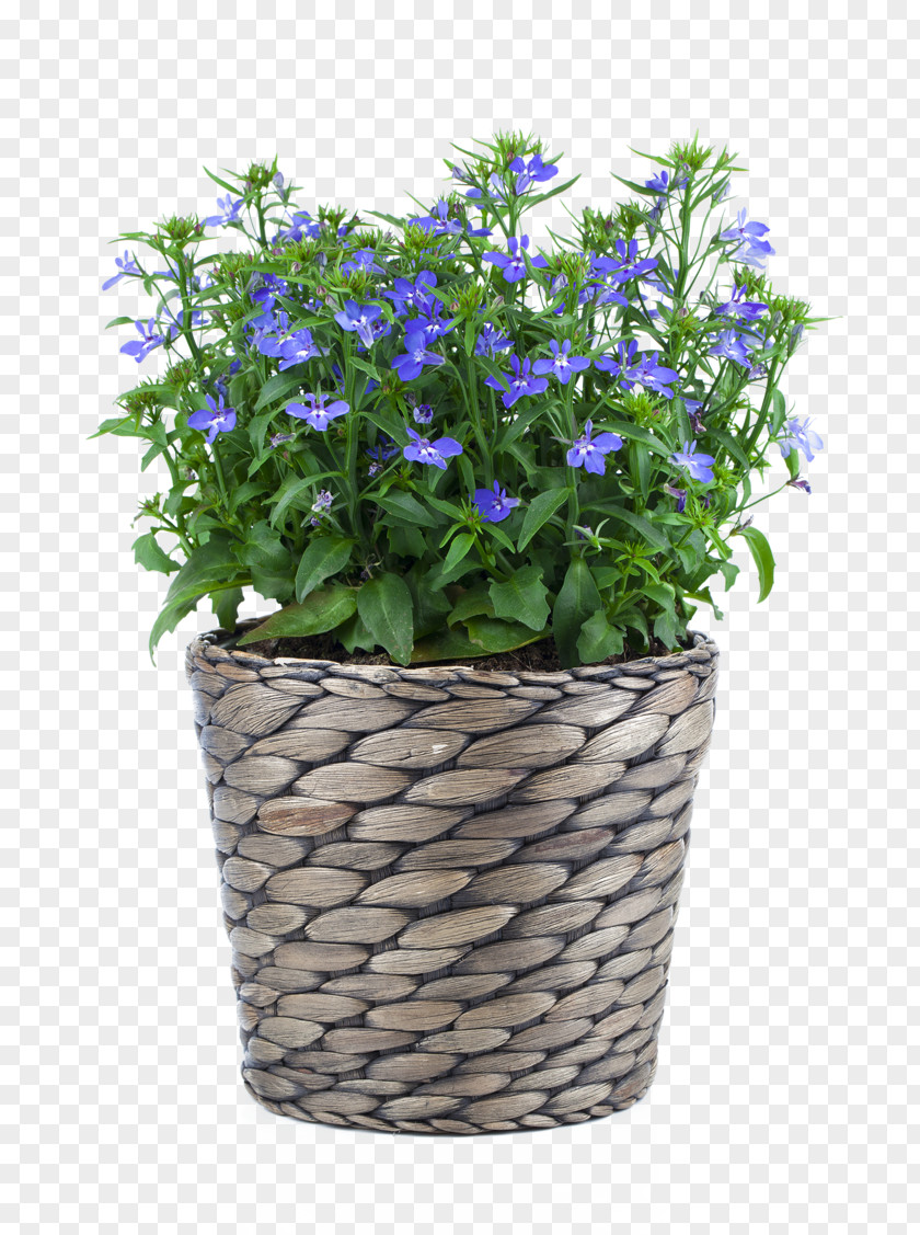 Hortensia Lobelia Erinus Stock Photography Flowerpot Blue PNG