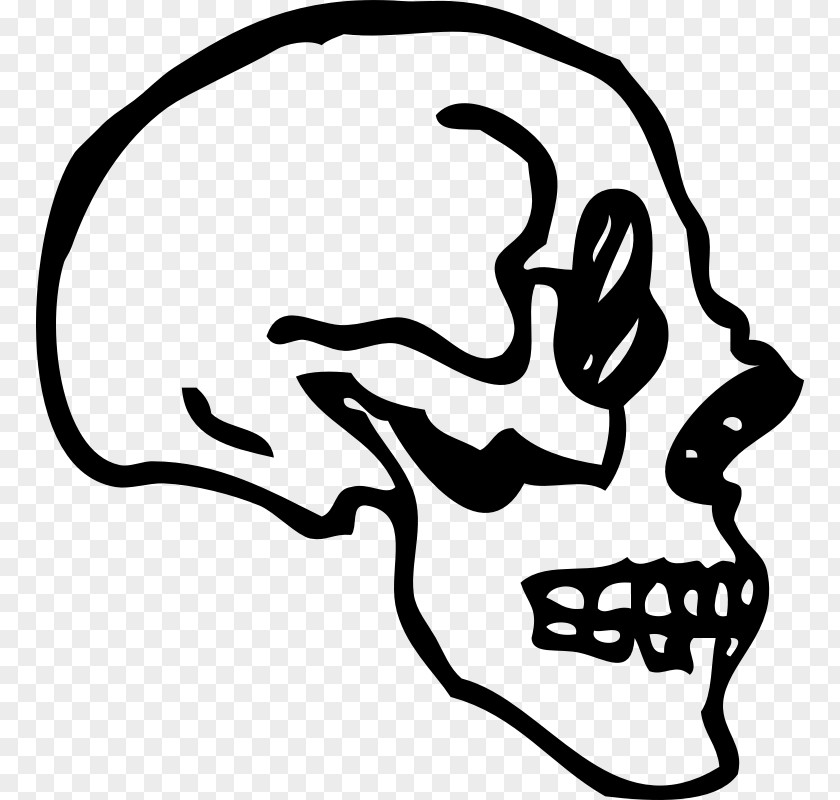 Skull Drawing Human Skeleton Clip Art PNG