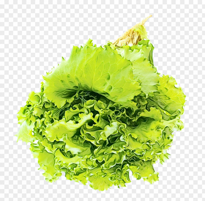 Vegetarian Food Romaine Lettuce Green Grass Background PNG
