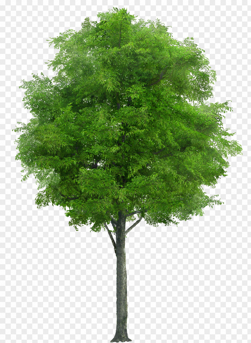 Watercolor Tree Populus Nigra PNG