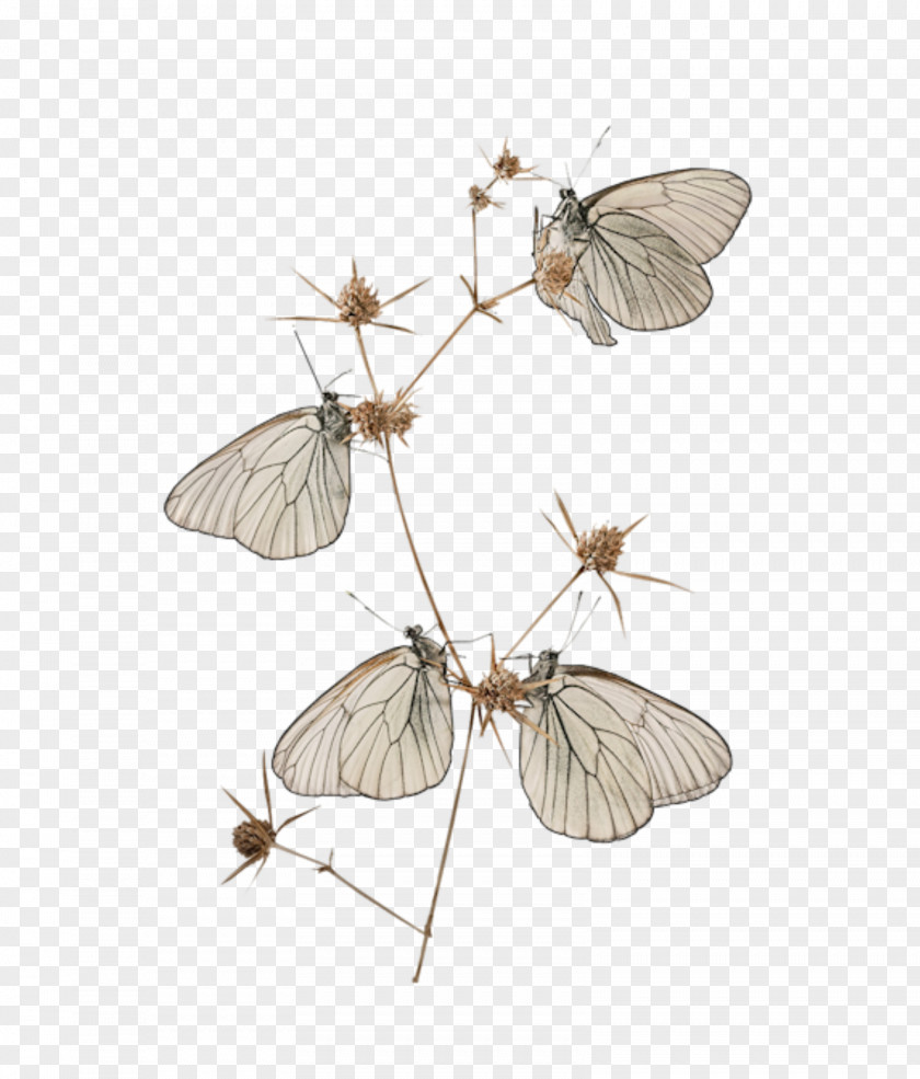 Butterfly Cramer's Eighty-eight Image Mayer Vascular Plant PNG