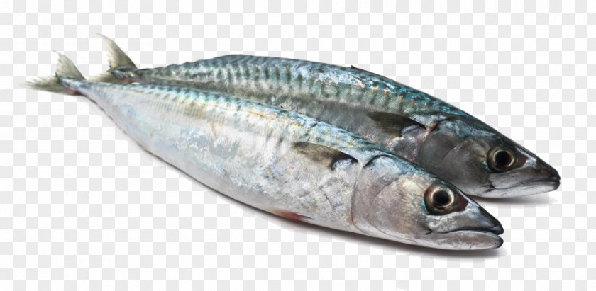 Fish Products Oily Herring PNG