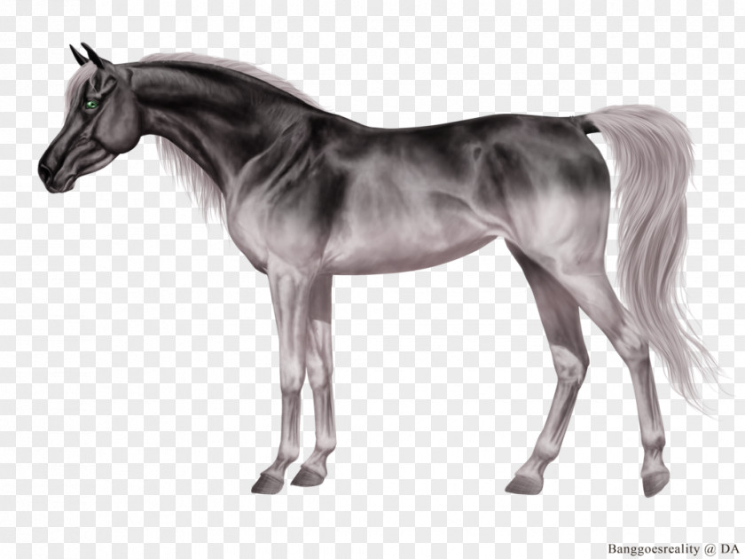 Mustang Grullo Foal Stallion Mane Mare PNG