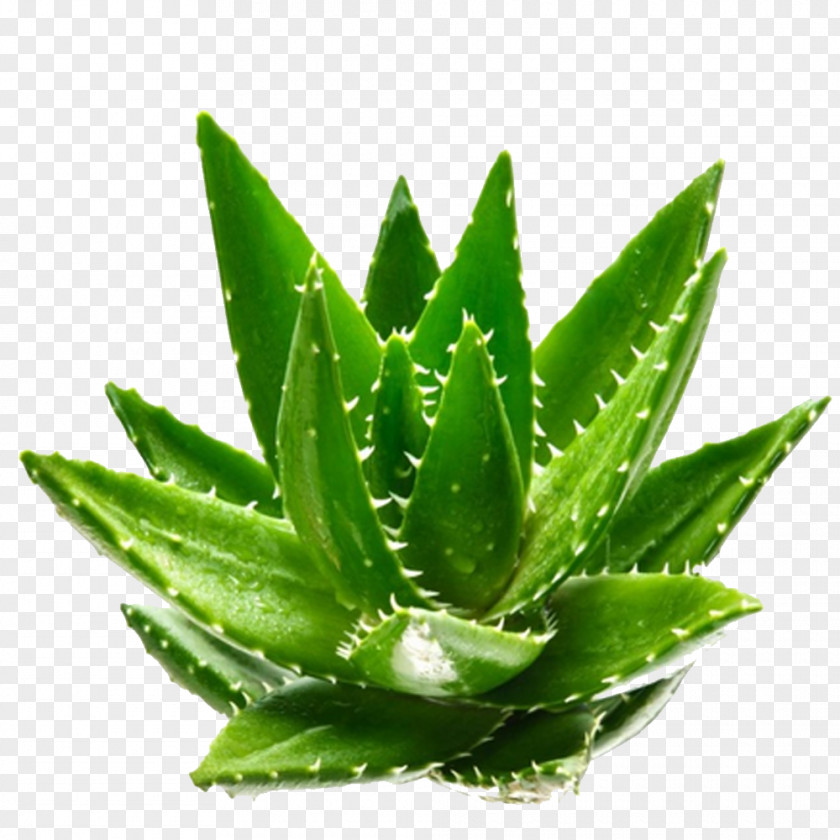 Aloe Vera Fresh Green Plants Plant Aloin PNG