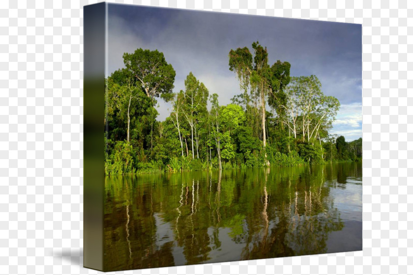 Amazon Rainforest Bayou Swamp Nature Reserve Biome Water Resources PNG