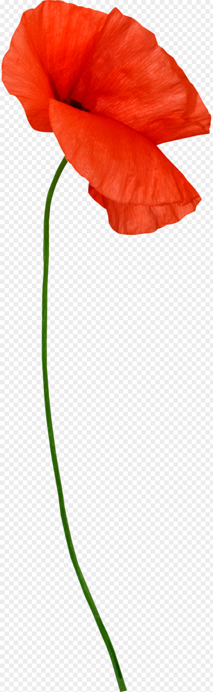 Artichokes Flower Plant Stem Petal Poppy Clip Art PNG