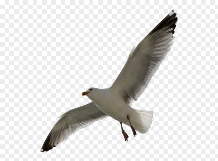 Bird European Herring Gull Gulls Seabird PNG