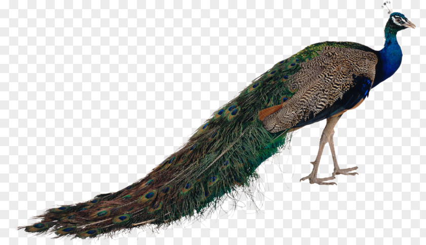 Bird Pavo Feather Asiatic Peafowl PNG
