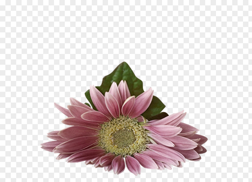 Colorful Flowers Flower PNG