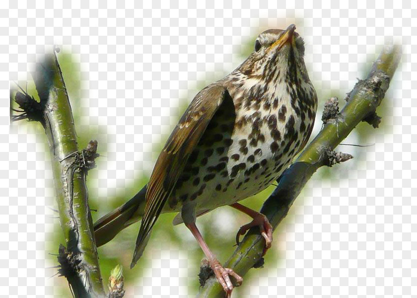 Finches Cuckoos Author Beak Ansichtkaart PNG