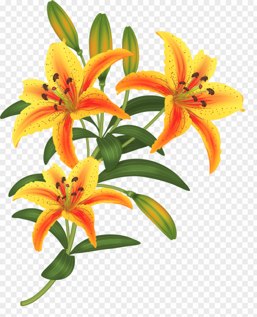 Flower Orange Lily Drawing Paper Painting PNG