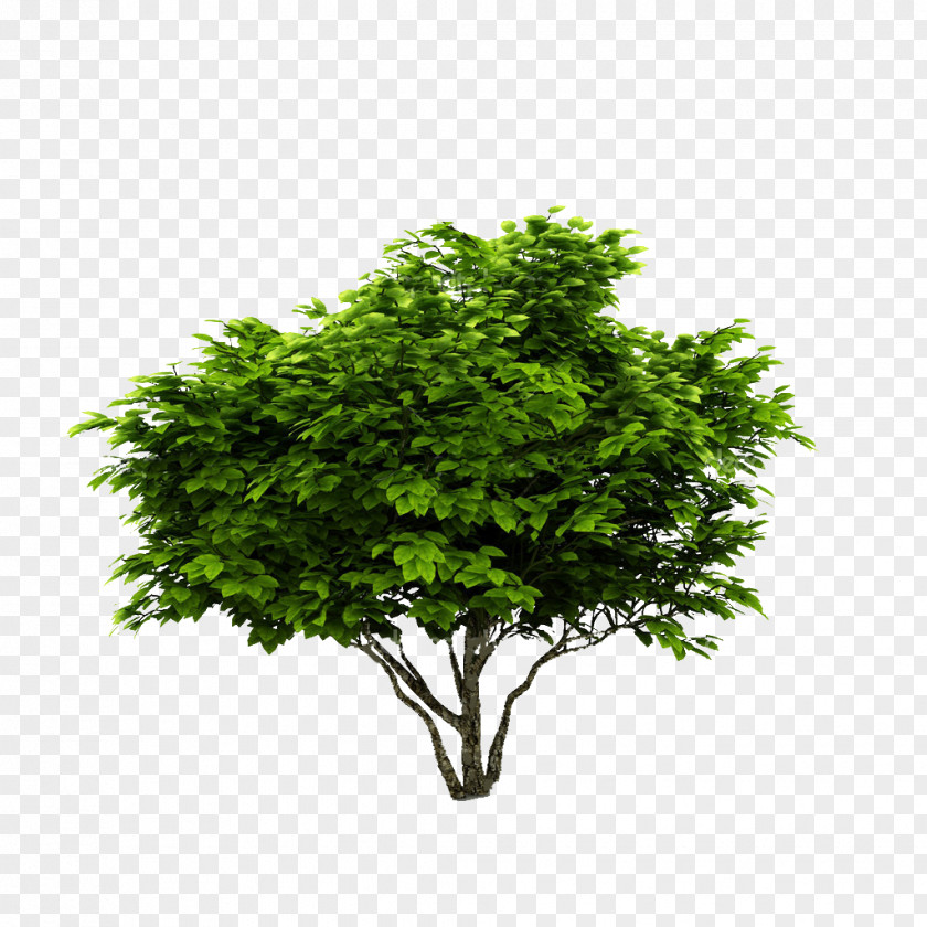 Green Tree Shrub Deciduous Plant Botany PNG