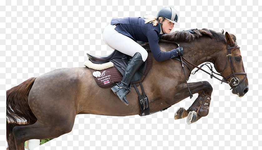 Horse Tack Equestrian Stallion English Riding PNG