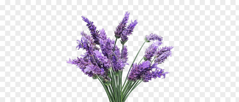 Lavender Bunch PNG Bunch, purple petaled flowers clipart PNG