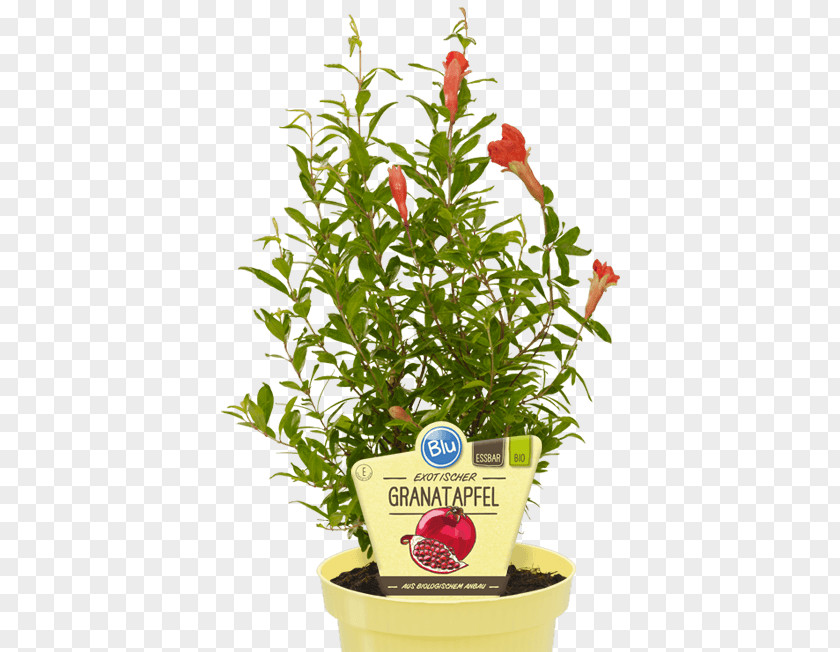 Pomegranate Herb Auglis Vegetable Cyclanthera Pedata PNG