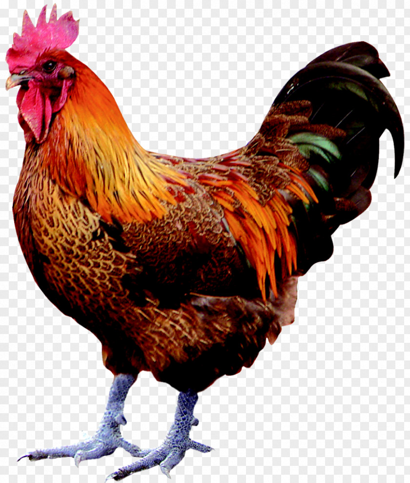 Chicken Birdcage Poultry PNG