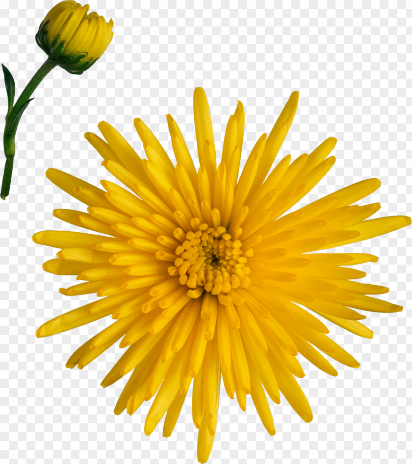 Chrysanthemum Breaking Away Dandelion Marguerite Daisy Cut Flowers PNG