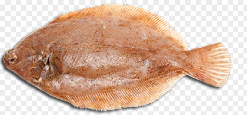 Fish Flounder Sole Products Halibut PNG