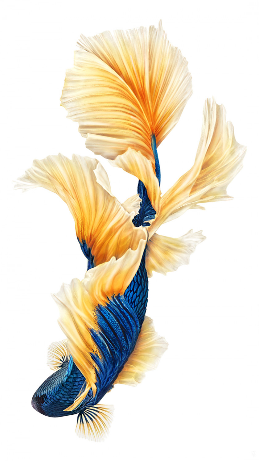 Fly IPhone 6s Plus 7 Siamese Fighting Fish Desktop Wallpaper PNG