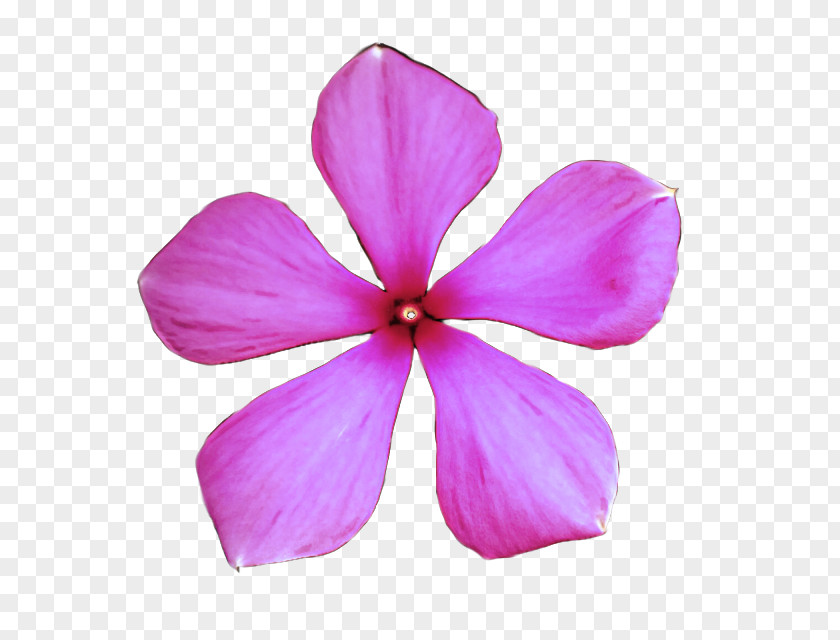 Petal Pink Flower Violet Plant PNG