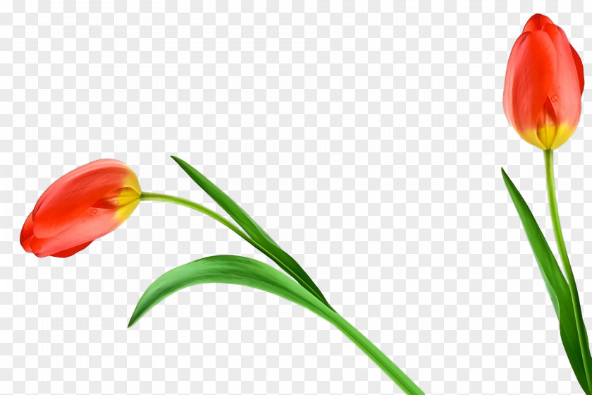 Plant Stem Tulip Cut Flowers Bud Petal PNG