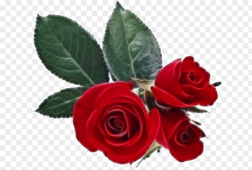 Rose Love Marriage Romance Flower PNG