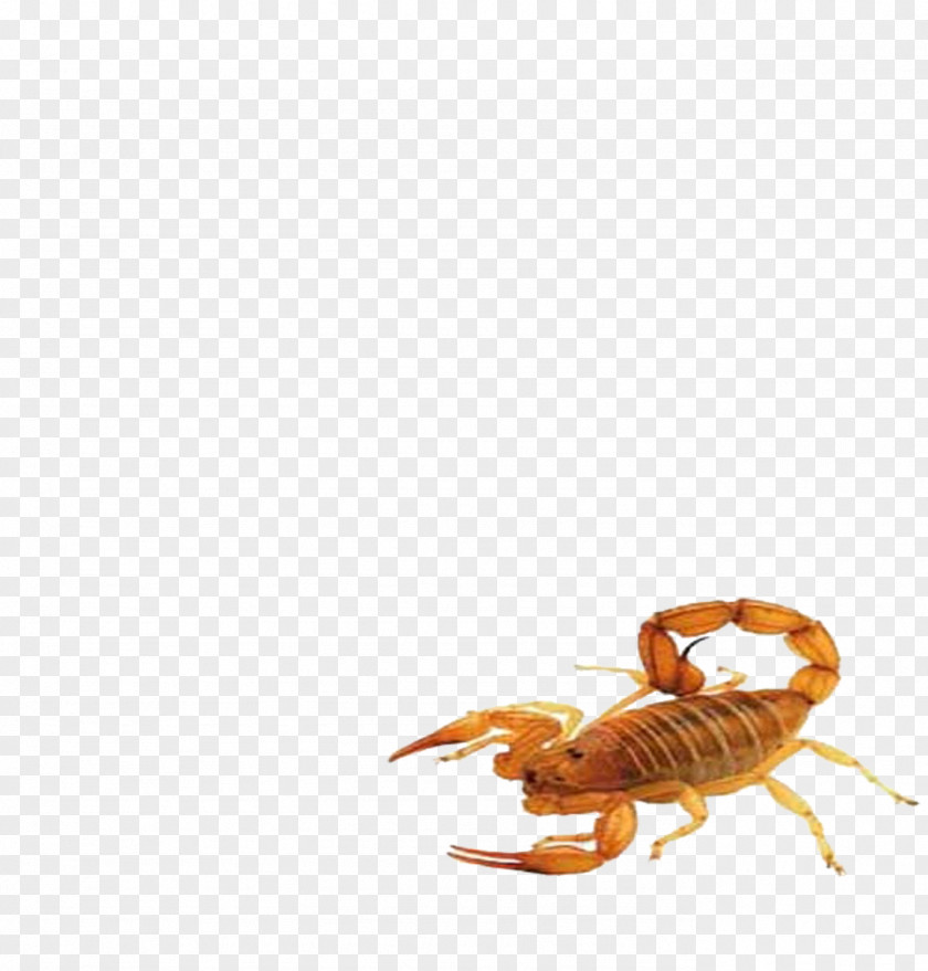 Scorpions Scorpion Insect Animal PNG