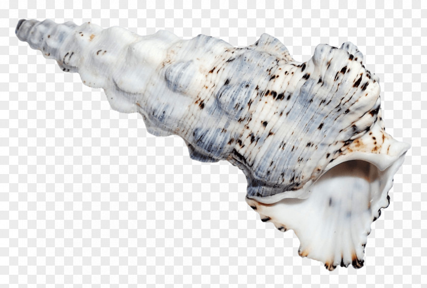 Seashell Clam Sea Snail PNG