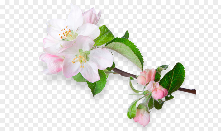 Agriculture Blossom Flower Apples Royalty-free PNG
