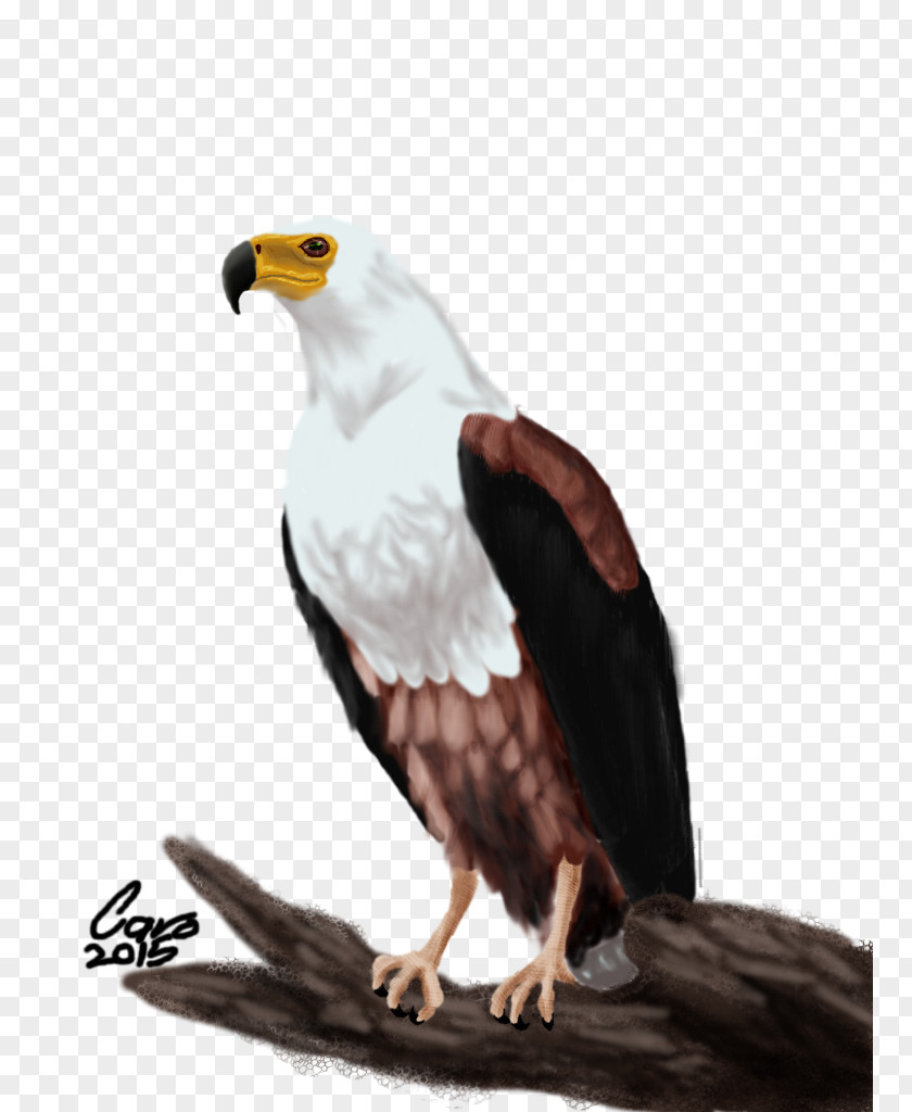 Bird Bald Eagle African Fish White-tailed PNG
