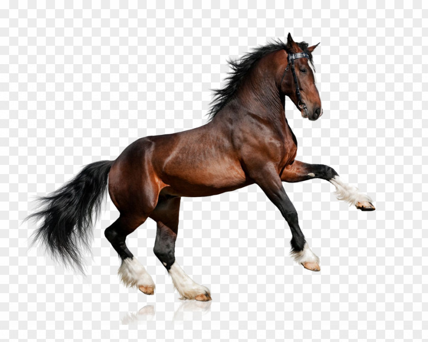 Galloping Horses Clydesdale Horse Lipizzan White Equestrianism Bay PNG
