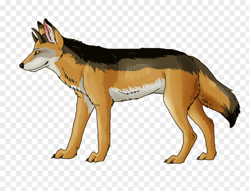 Jackal Red Fox Coyote Gray Wolf PNG