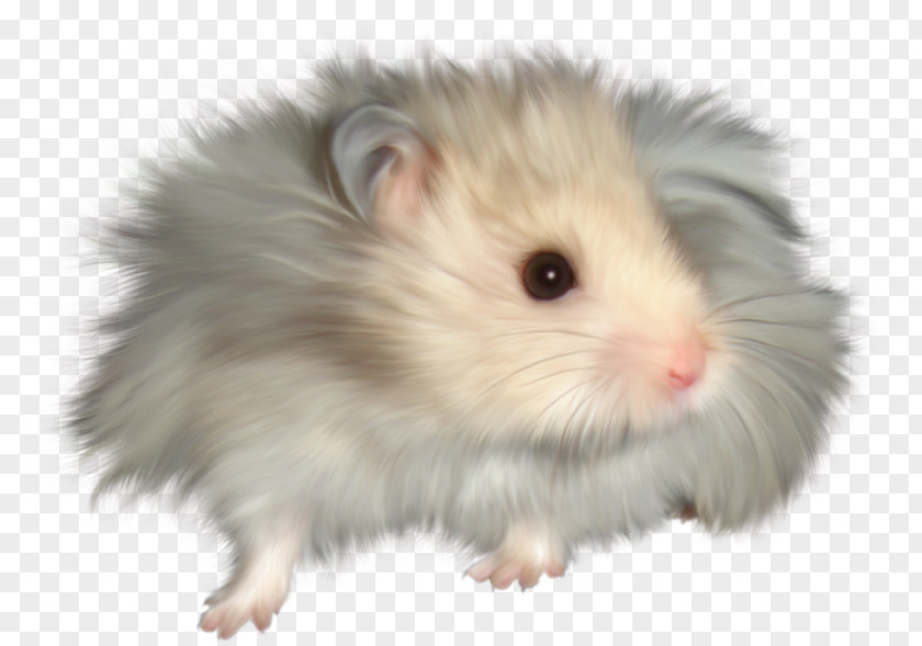 Long-haired Little Mouse Gerbil Hamster Tooth Fairy House Muis PNG