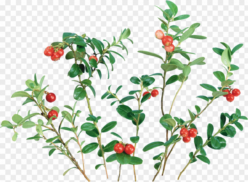 Plant Lingonberry Cranberry Clip Art PNG