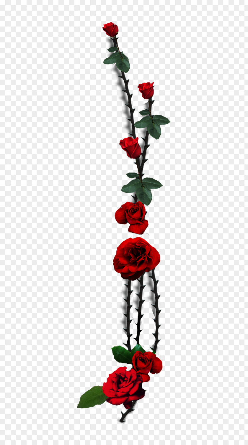 Rose Garden Roses Thorns, Spines, And Prickles Plant Stem Vine PNG