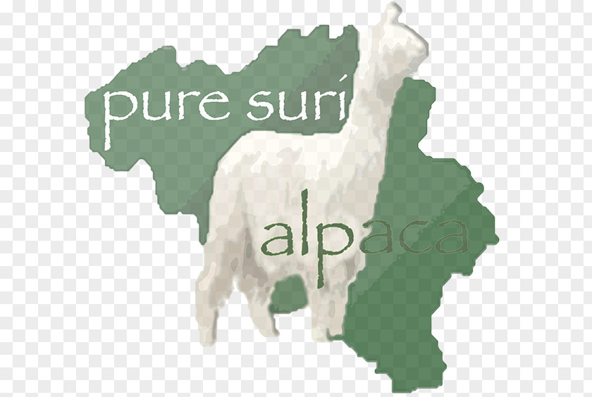 Suri Alpaca Flag Of Belgium National PNG