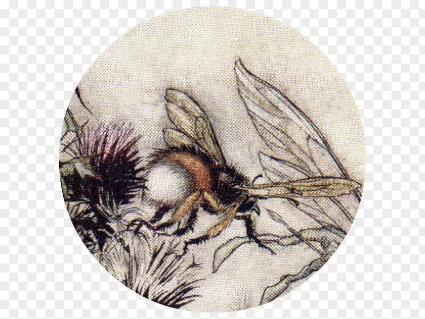 Bee Honey A Midsummer Night's Dream Titania Insect PNG