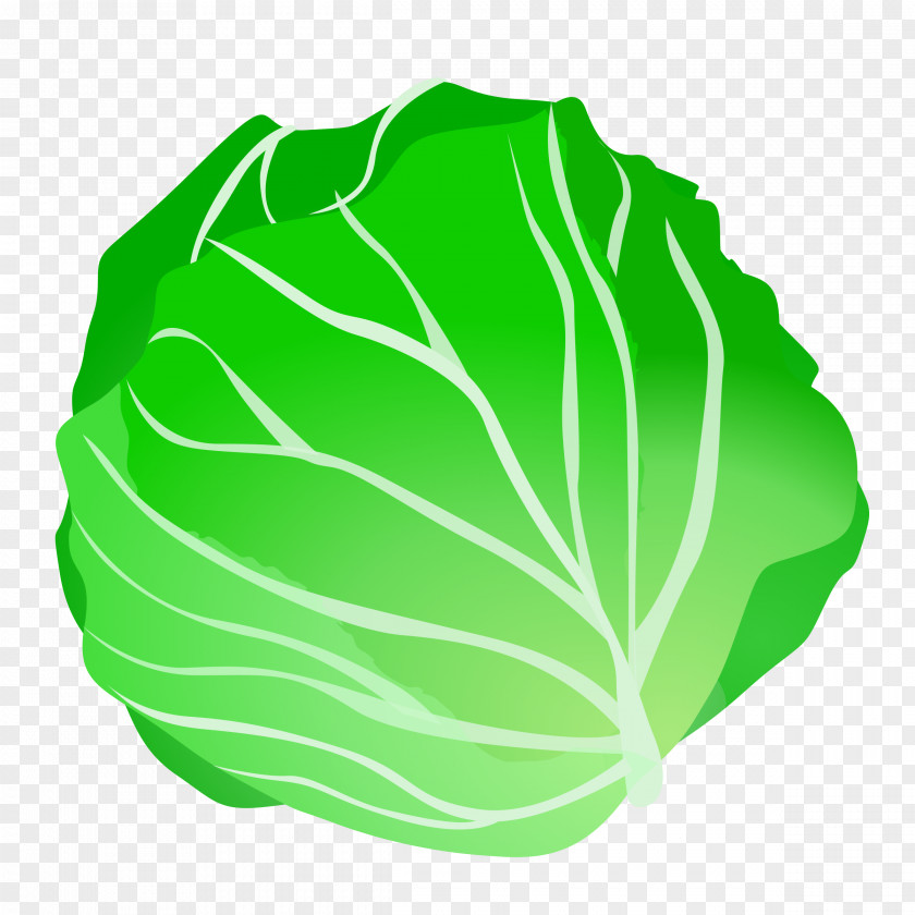 Cabbage Transparent Vegetable Lettuce Fruit Clip Art PNG